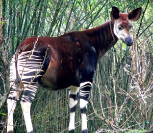 [okapi]