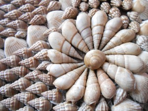 sea-shells-free image